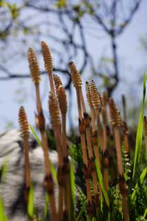 foto,tela,gratis,paisaje,fotografía,idea,Un horsetail de campo, Horsetail, Horsetail de campo, , 