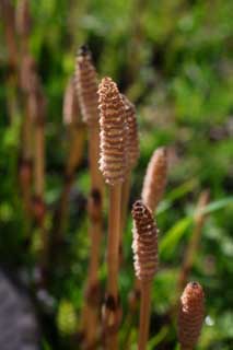 foto,tela,gratis,paisaje,fotografía,idea,Un horsetail de campo, Horsetail, Horsetail de campo, , 