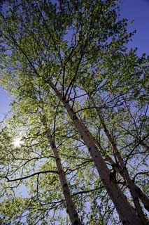 foto,tela,gratis,paisaje,fotografía,idea,Abedul blanco para un cielo azul, , Abedul blanco, , El sol