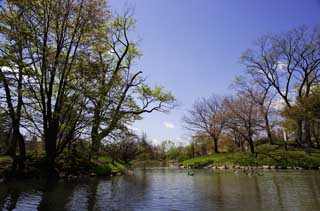 foto,tela,gratis,paisaje,fotografía,idea,Nakajimakoen, Laguna, Cielo azul, Agua, Manera de árbol