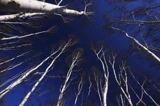 foto,tela,gratis,paisaje,fotografía,idea,El cielo de bosque de abedul blanco, , Abedul blanco, , Cielo azul