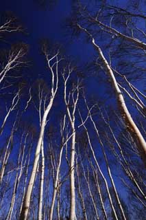 foto,tela,gratis,paisaje,fotografía,idea,El cielo de bosque de abedul blanco, , Abedul blanco, , Cielo azul