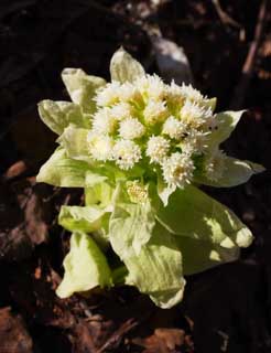 foto,tela,gratis,paisaje,fotografía,idea,Un brote de butterbur, Brote de butterbur, , Fukino, Planta salvaje comestible