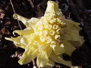 foto,tela,gratis,paisaje,fotografía,idea,Un brote de butterbur, Brote de butterbur, , Fukino, Planta salvaje comestible