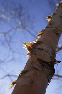 foto,tela,gratis,paisaje,fotografía,idea,Ecdysis de abedul blanco, , Abedul blanco, , La corteza