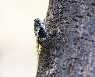 photo,material,free,landscape,picture,stock photo,Creative Commons,A cicada, cicada, Cigala, , The bark