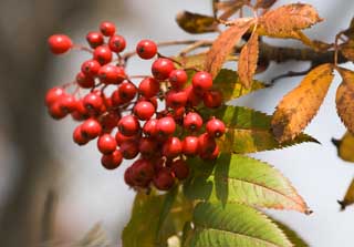 Foto, materiell, befreit, Landschaft, Bild, hat Foto auf Lager,Der rowan, der brennt, Frucht, Rot, Nuss, 