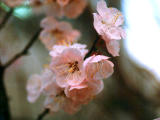 photo, la matière, libre, aménage, décrivez, photo de la réserve,Fleurs de la prune, prune, rose, , 