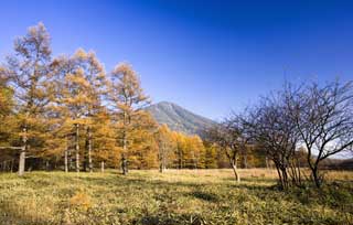 Foto, materiell, befreit, Landschaft, Bild, hat Foto auf Lager,Senjogahara in spätem Sturz, Bambusgras, Färbte Blätter, Gelb, blauer Himmel