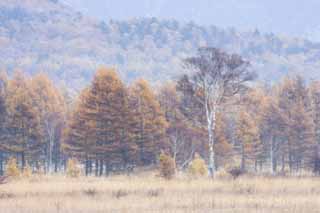 Foto, materiell, befreit, Landschaft, Bild, hat Foto auf Lager,Morgen in Odashirogahara, Morgennebel, Weiße Birke, grasbedeckte Ebene, klamme Ebene