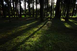 photo, la matière, libre, aménage, décrivez, photo de la réserve,Ombre de mousse, Mousse, ombre, Grass, arbre