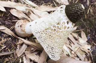 Foto, materiell, befreit, Landschaft, Bild, hat Foto auf Lager,Dictyophora indusiata, Dictyophorindusiata, , Pilz, 