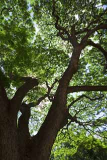 Foto, materiell, befreit, Landschaft, Bild, hat Foto auf Lager,Hawaiianischer Tomoki, großer Baum, Die Sonne, Zweig, blauer Himmel