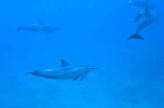 photo, la matière, libre, aménage, décrivez, photo de la réserve,Un troupeau de dauphins, Est-ce qu'il y a moi?, dauphin, , Dans l'eau