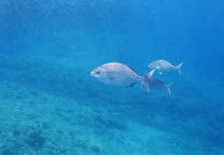 photo, la matière, libre, aménage, décrivez, photo de la réserve,Un poisson hawaïen, poisson, , Dans la mer, Dans l'eau