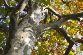 foto,tela,gratis,paisaje,fotografía,idea,El otoño cuando un árbol de avión dobla rojo y amarillo, Árbol de avión, La corteza, Diseño, Permisos de color