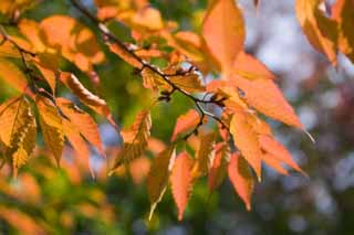 foto,tela,gratis,paisaje,fotografía,idea,Otoño de un zelkova, ???, Zelkova, , Permisos de color