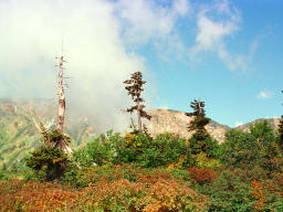 photo, la matière, libre, aménage, décrivez, photo de la réserve,Rêvant arbres, montagne, nuage, ciel bleu, 