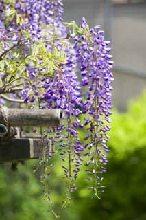 foto,tela,gratis,paisaje,fotografía,idea,Glicina de un espaldar de glicina, , Wistaria japonés, Glicina, Soy morado