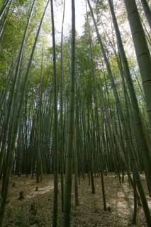 photo,material,free,landscape,picture,stock photo,Creative Commons,Takebayashi, Bamboo, , Dead leaves, 