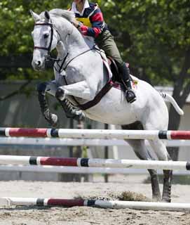 fotografia, materiale, libero il panorama, dipinga, fotografia di scorta,Saltando su di un cavallo bianco, cavallo, , La criniera, Genitura di famiglia