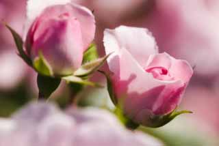 fotografia, materiale, libero il panorama, dipinga, fotografia di scorta,Un garofano colorò di rosa, rosa, , , 