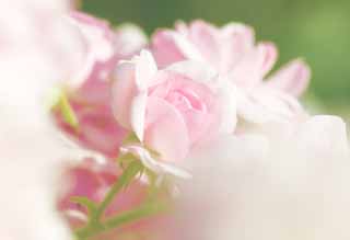 fotografia, materiale, libero il panorama, dipinga, fotografia di scorta,Una rosa di una fantasia, rosa, , , 