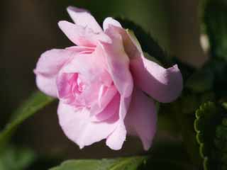 fotografia, materiale, libero il panorama, dipinga, fotografia di scorta,Primavera di una begonia, begonia, Garofano, Yae, 