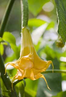 fotografia, materiale, libero il panorama, dipinga, fotografia di scorta,Fiore, Giallo, , petalo, 