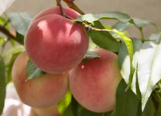 photo, la matière, libre, aménage, décrivez, photo de la réserve,Une récolte d'une pêche, pêche, , , Fruit