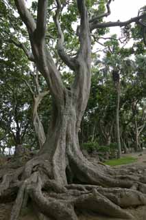 fotografia, materiale, libero il panorama, dipinga, fotografia di scorta,Un albero di paese meridionale, corteccia, albero, L'abbaio, 