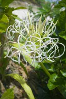 fotografia, material, livra, ajardine, imagine, proveja fotografia,Um crinum, , crinum, , 