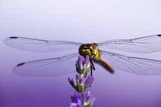 foto,tela,gratis,paisaje,fotografía,idea,Es una libélula a una lavanda, Libélula, , , Pluma