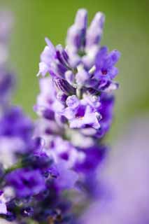 foto,tela,gratis,paisaje,fotografía,idea,A lila, Lavanda, Jardín de flores, Violeta azulada, Herb