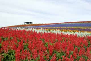 photo, la matière, libre, aménage, décrivez, photo de la réserve,Un jardin de la fleur, sage, jardin de la fleur, Violette bleuâtre, Rouge