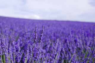 foto,tela,gratis,paisaje,fotografía,idea,Un campo lila, Lavanda, Jardín de flores, Violeta azulada, Herb