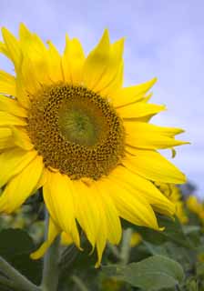 foto,tela,gratis,paisaje,fotografía,idea,Un girasol digno, Girasol, , , Póngase amarillo