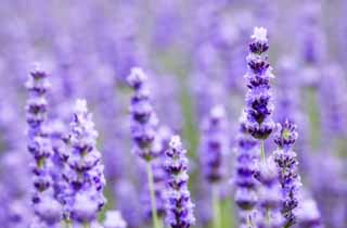 foto,tela,gratis,paisaje,fotografía,idea,Un campo lila, Lavanda, Jardín de flores, Violeta azulada, Herb