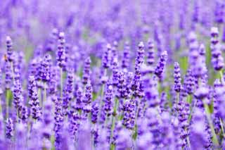 foto,tela,gratis,paisaje,fotografía,idea,Un campo lila, Lavanda, Jardín de flores, Violeta azulada, Herb