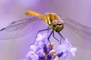 foto,tela,gratis,paisaje,fotografía,idea,Es una libélula a una lavanda, Libélula, , , Pluma