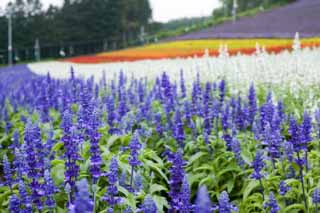 photo, la matière, libre, aménage, décrivez, photo de la réserve,Un sage bleu, sage bleu, , Le genre prudent, Violette bleuâtre