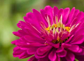 foto,tela,gratis,paisaje,fotografía,idea,Un zinnia, Zinnia, Rojo purpúreo, Pétalo, Flor