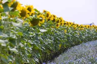 foto,tela,gratis,paisaje,fotografía,idea,Un campo de girasol, Girasol, , , Póngase amarillo