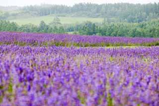 photo,material,free,landscape,picture,stock photo,Creative Commons,A lavender field, lavender, flower garden, Bluish violet, Herb