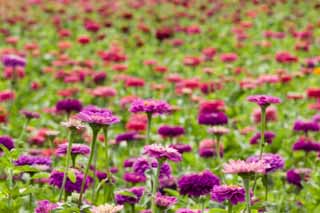 foto,tela,gratis,paisaje,fotografía,idea,Un zinnia, Zinnia, Rojo purpúreo, Pétalo, Flor