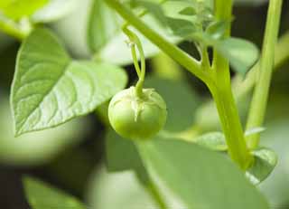 photo, la matière, libre, aménage, décrivez, photo de la réserve,Un fruit d'une pomme de terre, pomme de terre, Fruit, Je suis vert, 