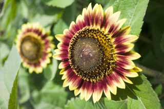 foto,tela,gratis,paisaje,fotografía,idea,Un girasol de jardinería, Girasol, , , 