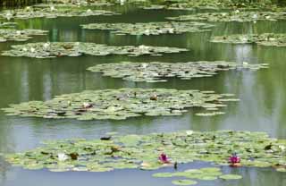 foto,tela,gratis,paisaje,fotografía,idea,Una laguna de un nenúfar, , Nenúfar, , 