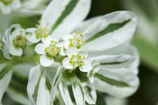 foto,tela,gratis,paisaje,fotografía,idea,Una nevada - sobre - el montaña de -, Variegation, , Fantasma droga, Sun spurge