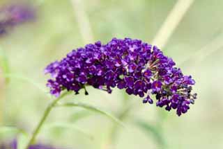 foto,tela,gratis,paisaje,fotografía,idea,Un buddleia, Buddleia, FusBuddlejjaponica, Bush de mariposa, 